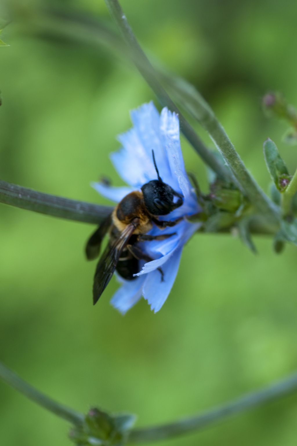 Megachile sculpturalis  (Megachlidae)